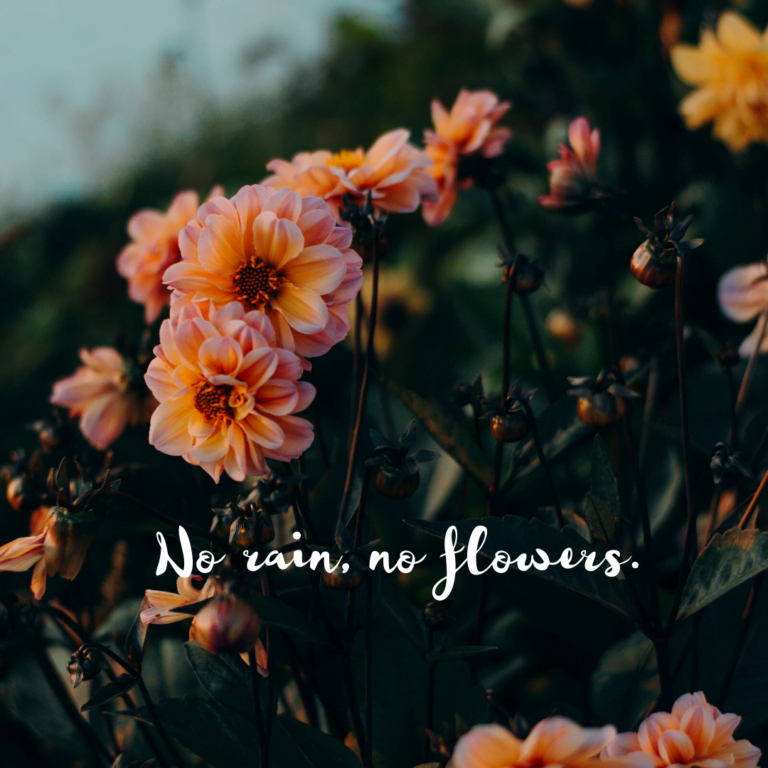 Read more about the article No rain, no flowers.