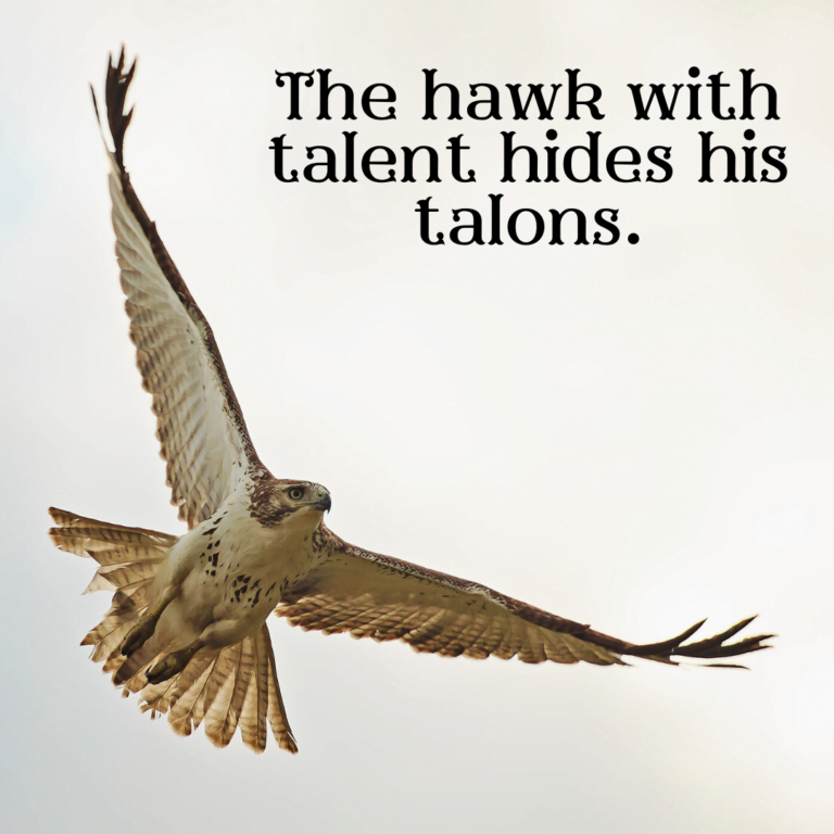 Read more about the article The hawk with talent hides his talons.