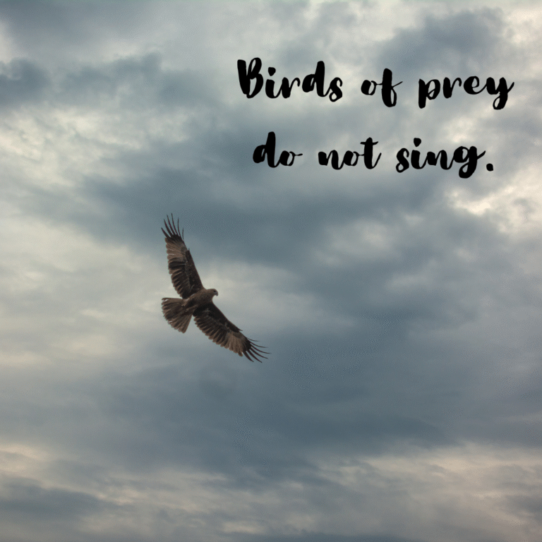 Read more about the article Birds of prey do not sing.