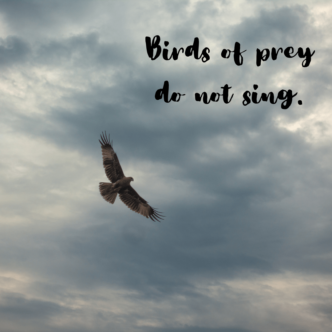 You are currently viewing Birds of prey do not sing.