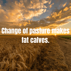 Read more about the article Change of pasture makes fat calves.