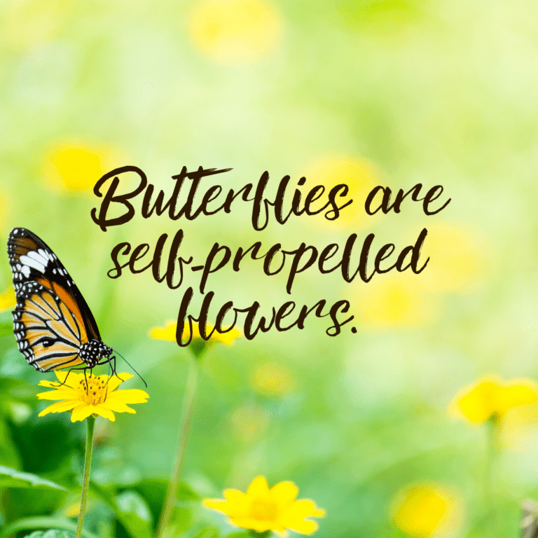 Read more about the article Butterflies are self-propelled flowers.