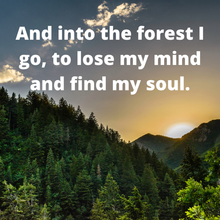 Read more about the article And into the forest I go, to lose my mind and find my soul.
