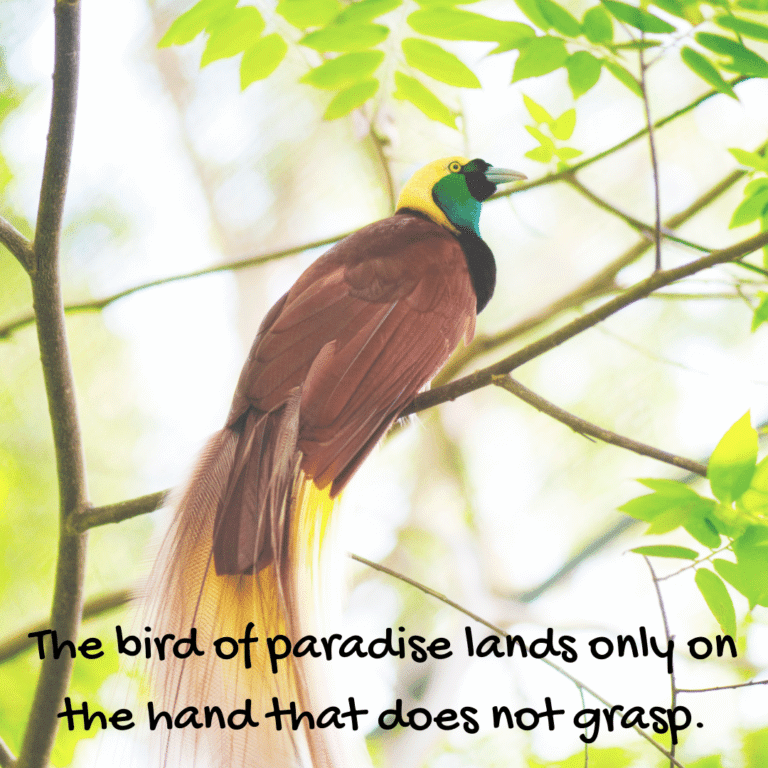 Read more about the article The bird of paradise lands only on the hand that does not grasp.