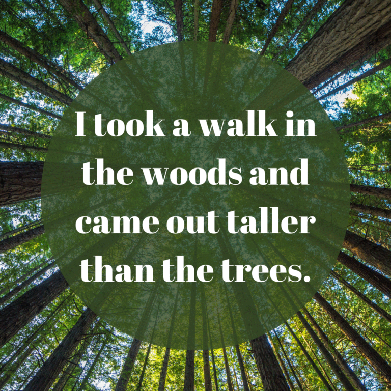 Read more about the article I took a walk in the woods and came out taller than the trees.