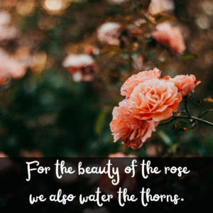 Read more about the article For the beauty of the rose we also water the thorns.